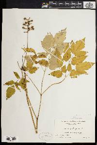 Actaea alba image