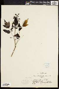 Actaea alba image