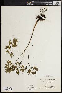 Actaea alba image