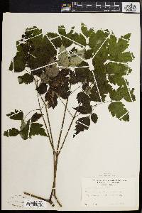 Actaea alba image