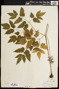 Actaea alba image