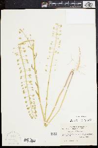 Thlaspi alliaceum image