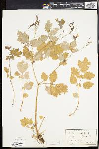 Chelidonium majus image