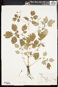 Chelidonium majus image