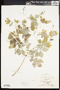 Chelidonium majus image