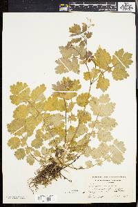 Chelidonium majus image