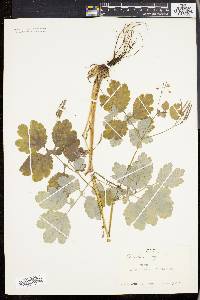 Chelidonium majus image