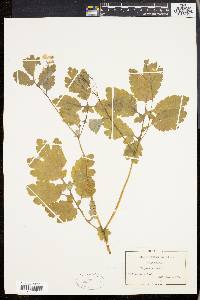 Chelidonium majus image