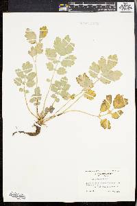 Chelidonium majus image