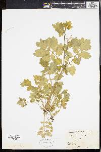 Chelidonium majus image