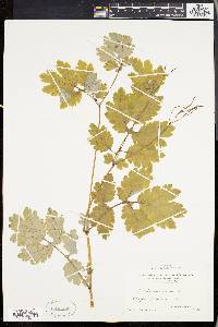 Chelidonium majus image