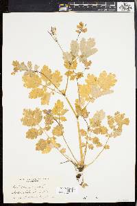 Chelidonium majus image