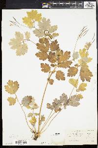 Chelidonium majus image