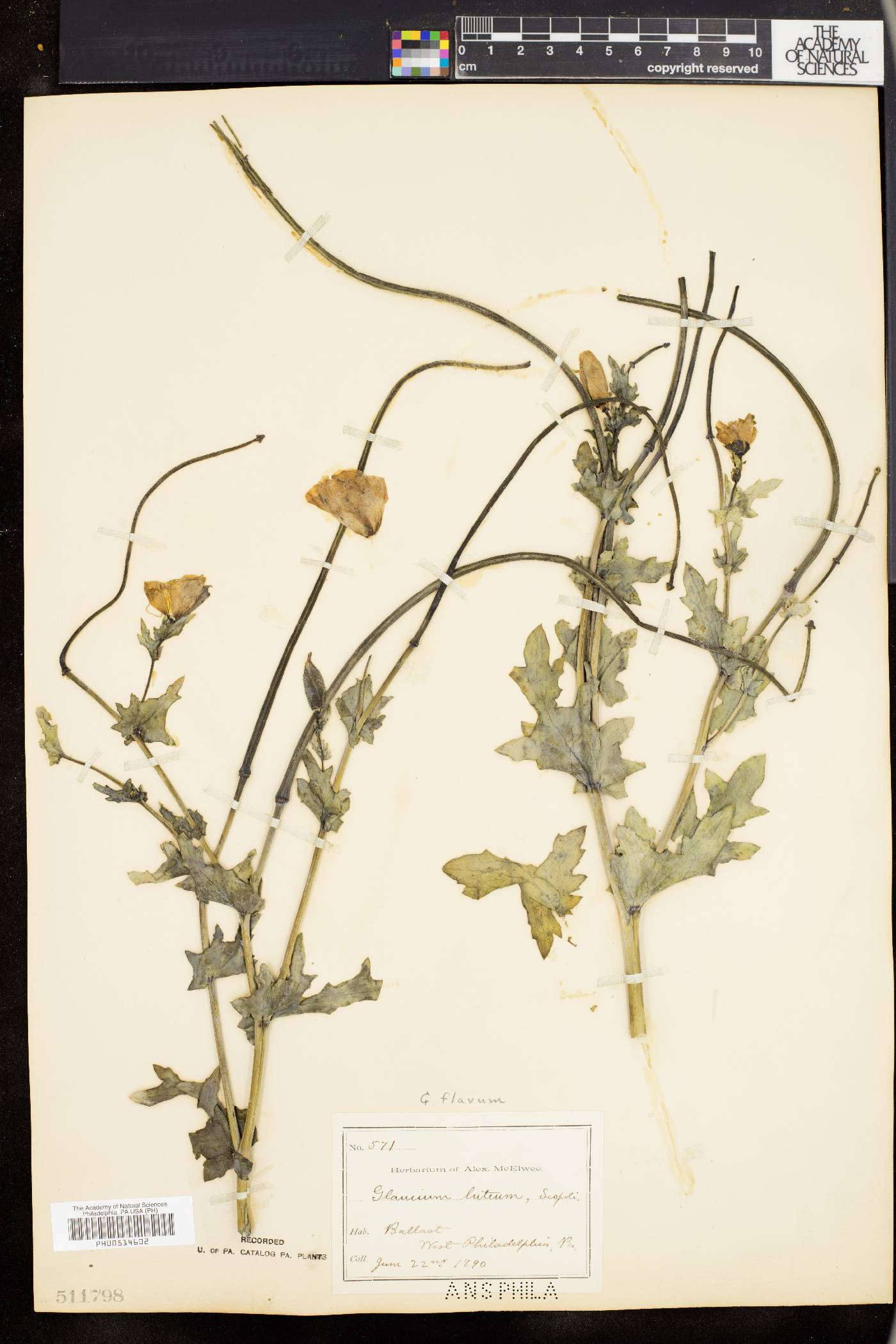 Glaucium flavum image