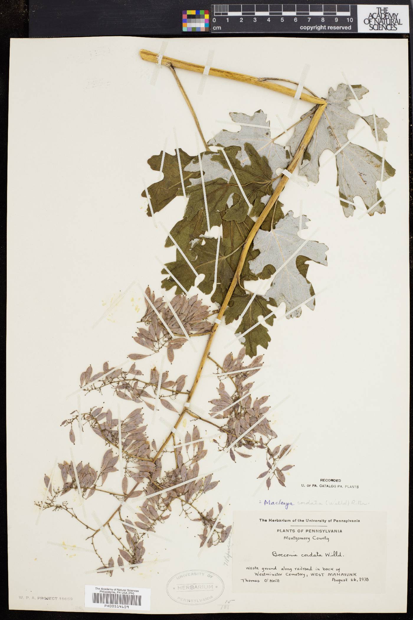 Macleaya cordata image