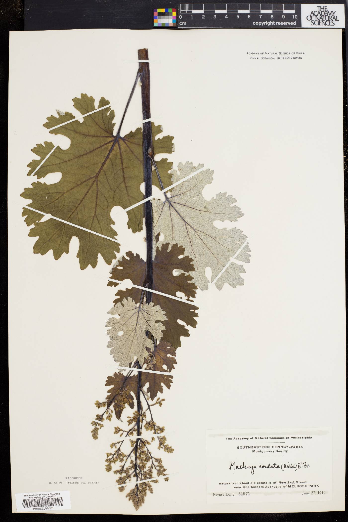 Macleaya cordata image