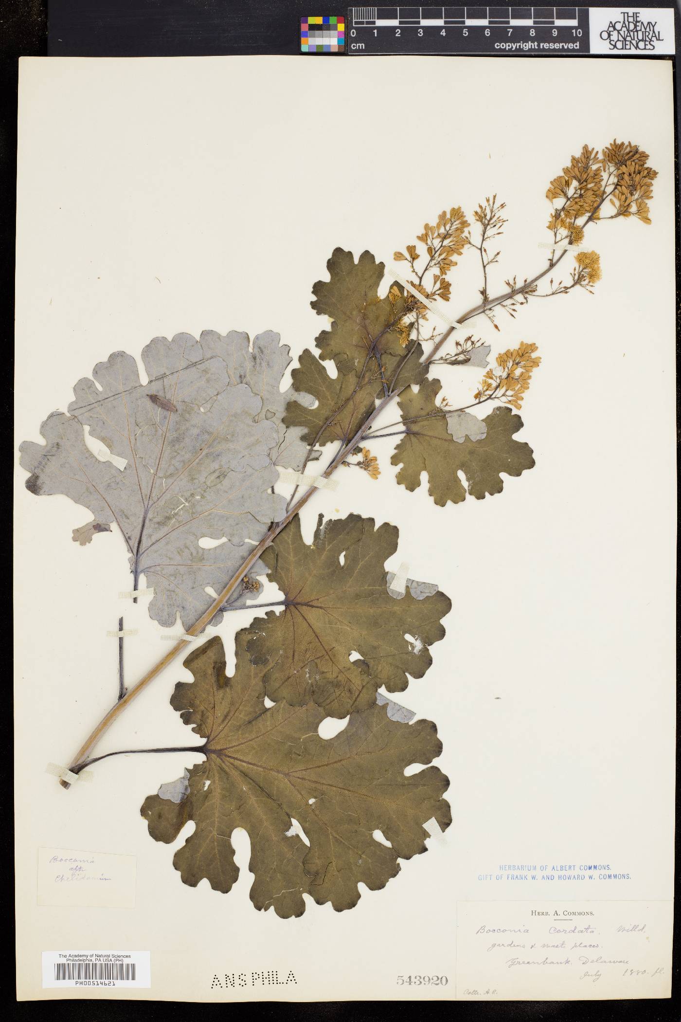 Macleaya cordata image