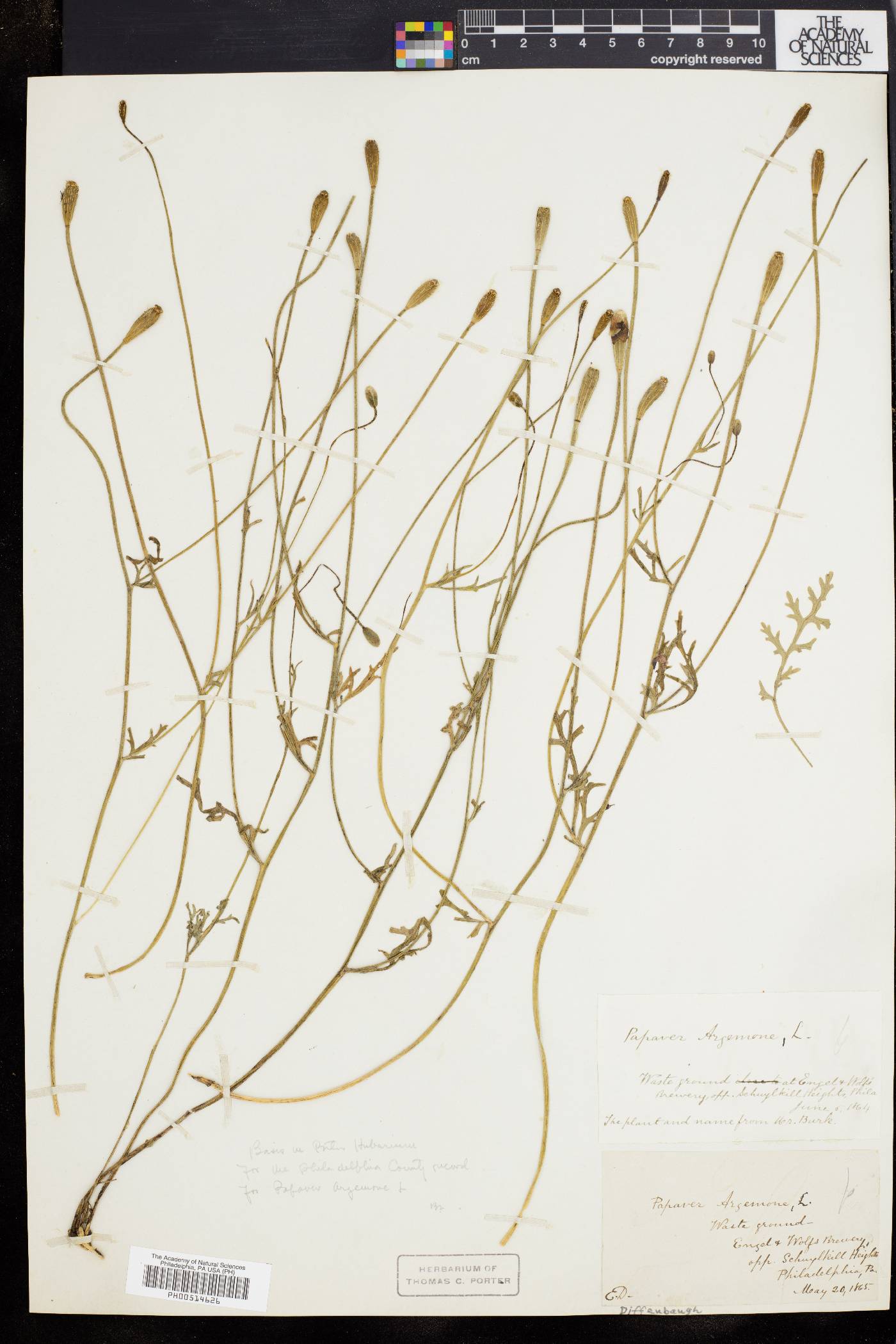 Papaver argemone image