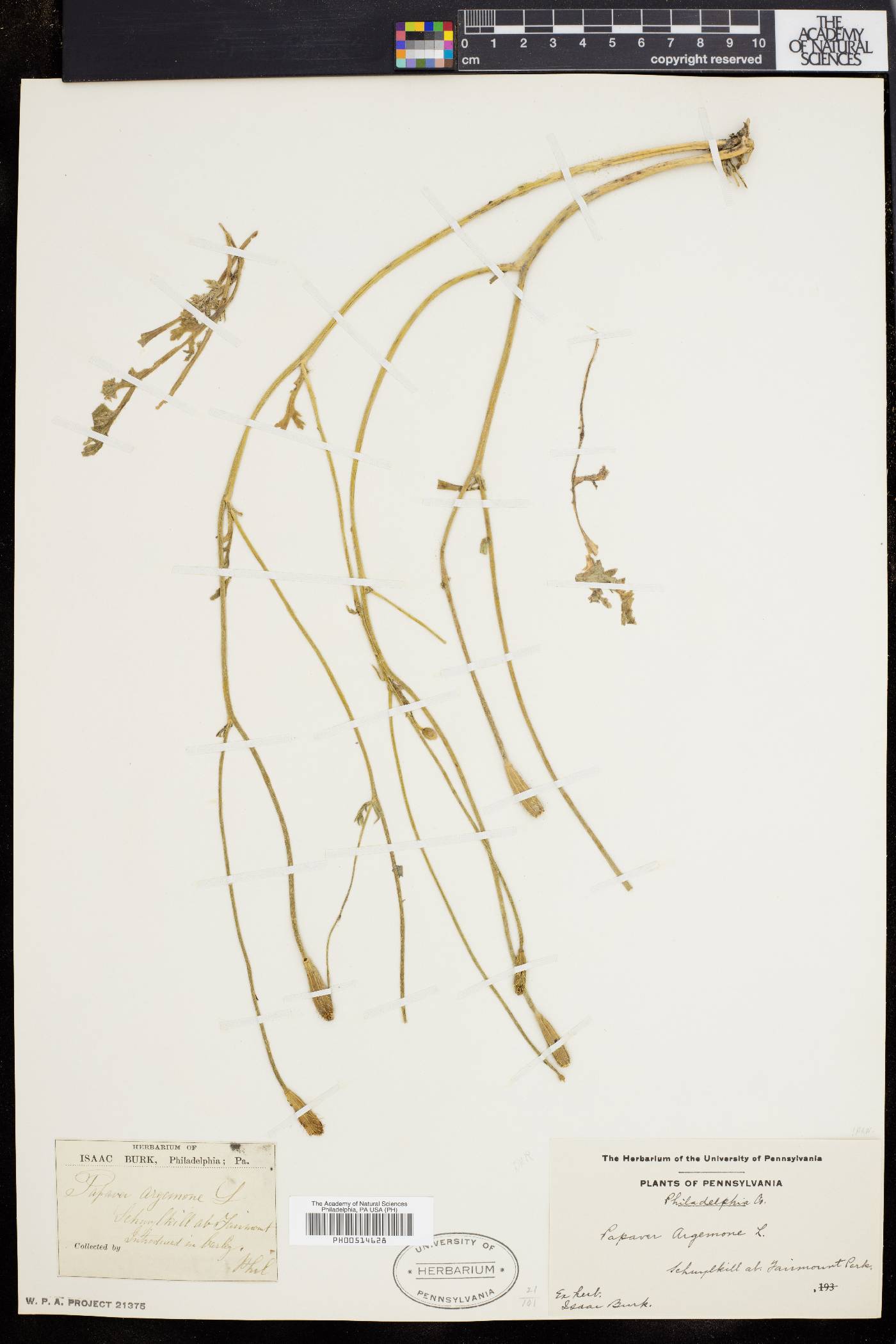 Papaver argemone image