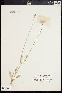 Papaver dubium image