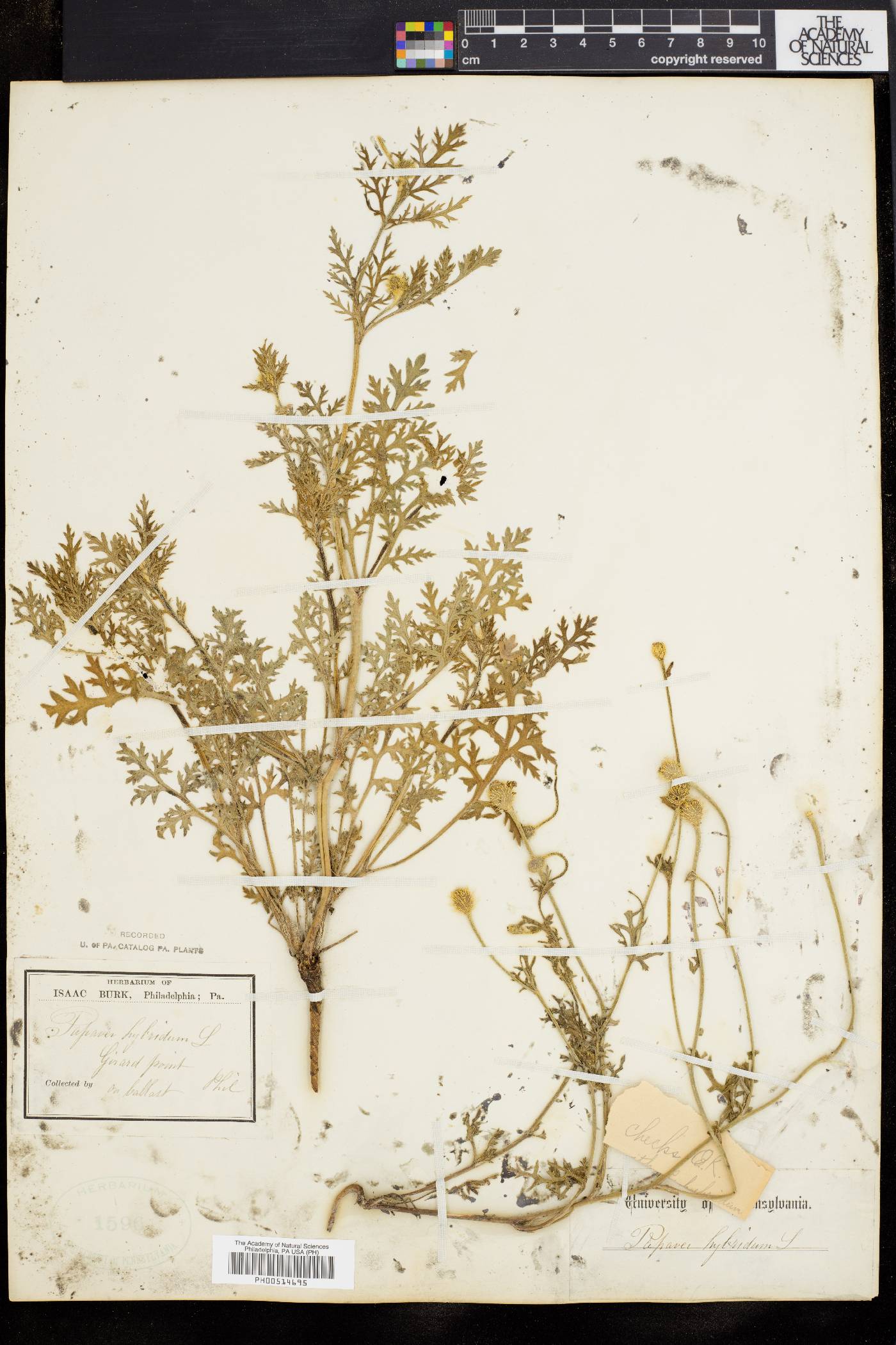 Papaver hybridum image