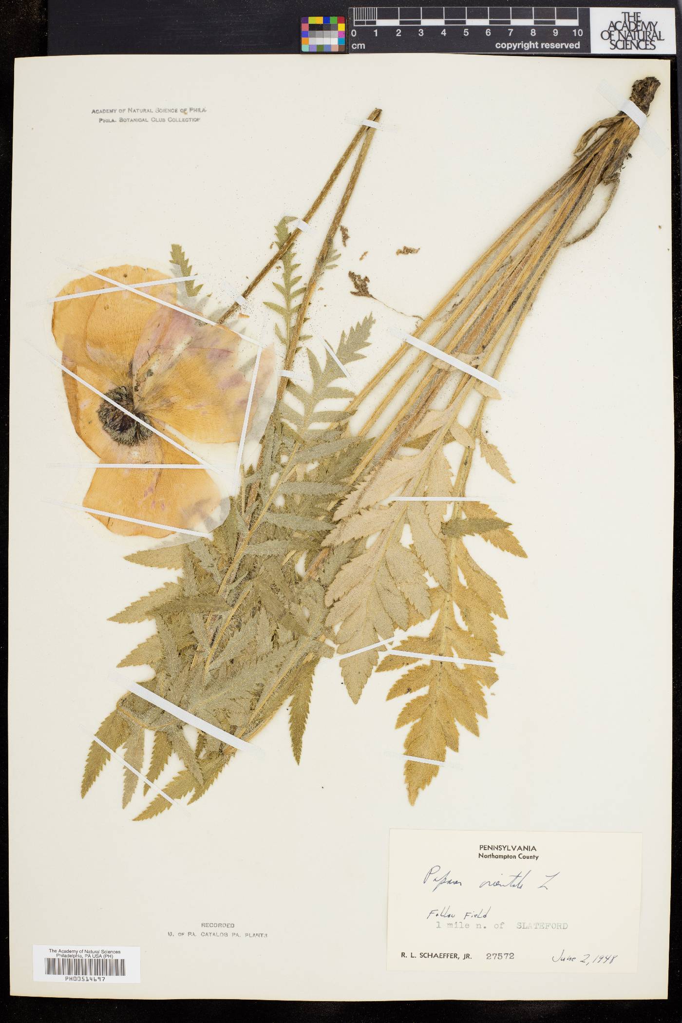 Papaver orientale image