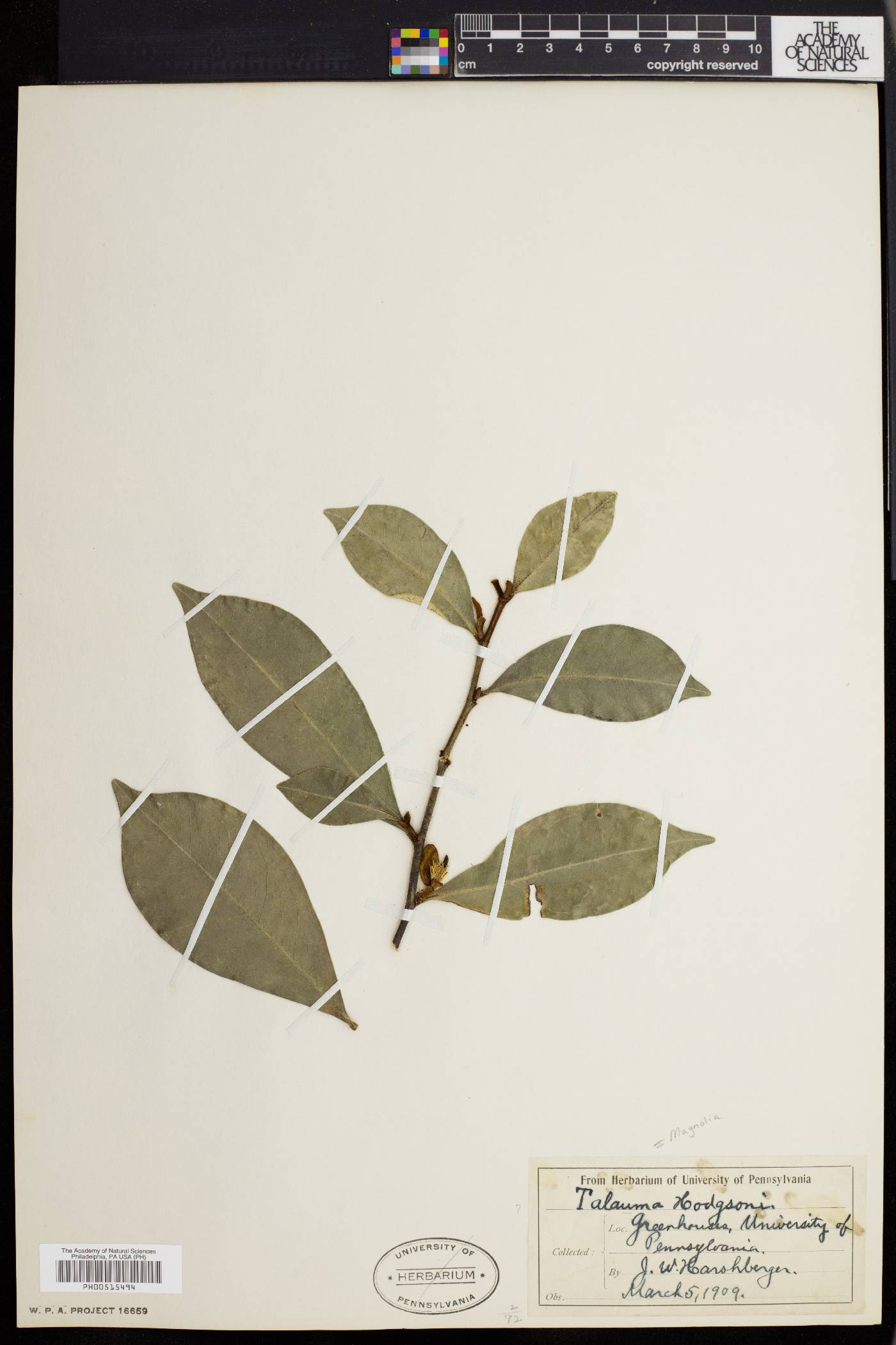 Magnolia hodgsonii image