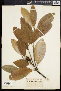 Magnolia virginiana image