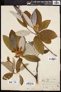 Magnolia virginiana image