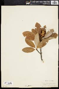 Magnolia virginiana image