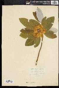 Magnolia virginiana image