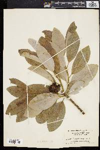 Magnolia virginiana image