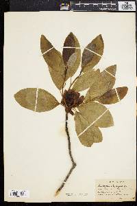 Magnolia virginiana image