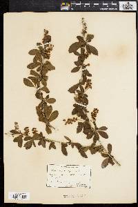 Berberis vulgaris image