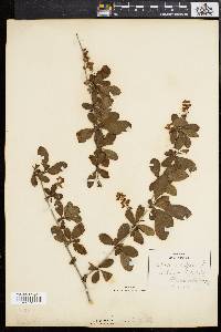 Berberis vulgaris image