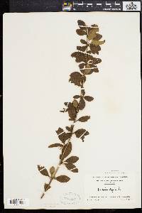 Berberis vulgaris image