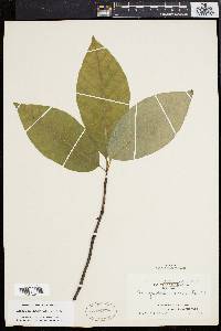 Magnolia acuminata image