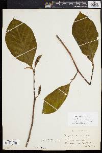 Magnolia acuminata image