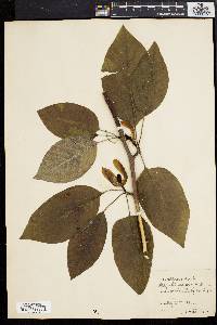 Magnolia acuminata image