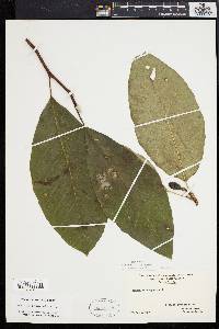 Magnolia acuminata image