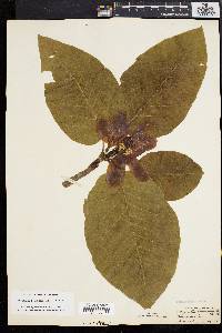 Magnolia acuminata image