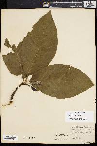 Magnolia acuminata image