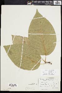 Magnolia acuminata image