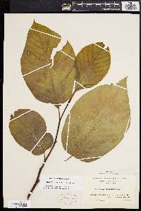 Magnolia acuminata image