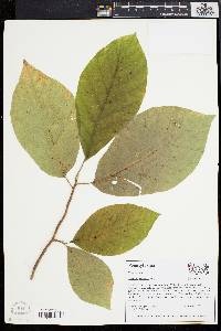 Magnolia acuminata image