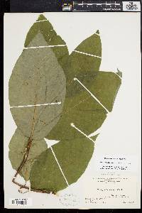 Magnolia acuminata image