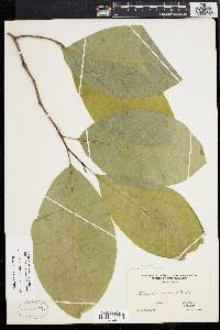 Magnolia acuminata image