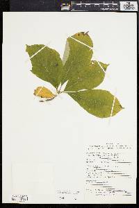 Magnolia acuminata image