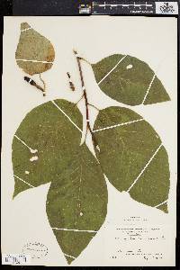 Magnolia acuminata image