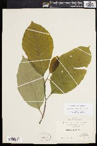 Magnolia acuminata image